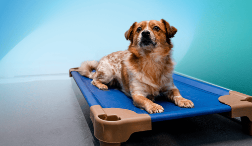 10 Ways to Ensure Dogs' Comfort In Your Boarding Facility