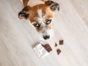 What Dogs Shouldn't Eat